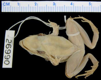 Media type: image; Herpetology A-26990